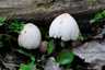 Házi tintagomba (Coprinellus domesticus), Budai-hegység